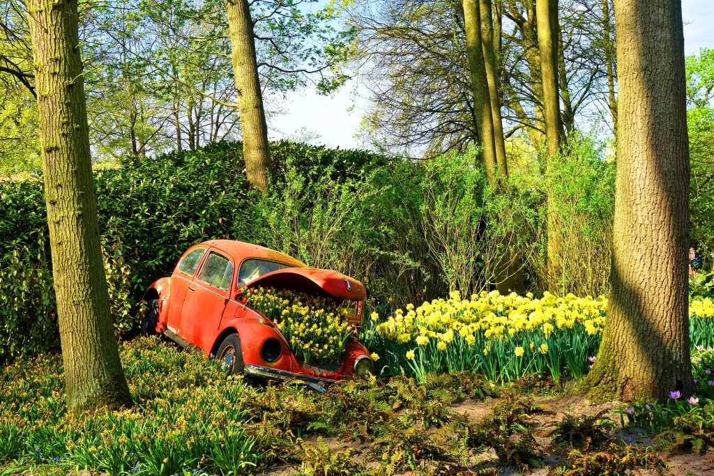 Spring Daffodils in Bloom